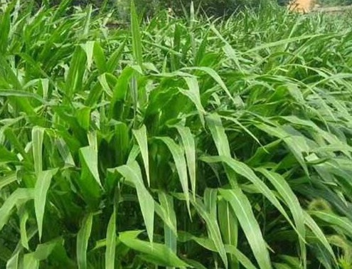 1627518429696216.jpg image.jpg