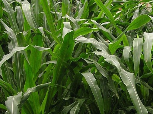 1627518645582392.jpg image.jpg