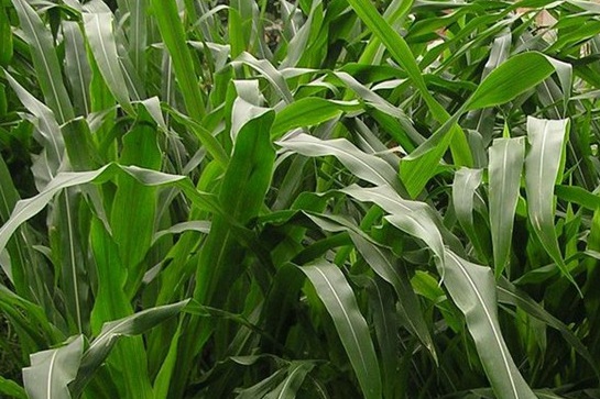 1627518955270955.jpg image.jpg