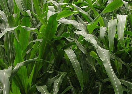 1627519019462881.jpg image.jpg