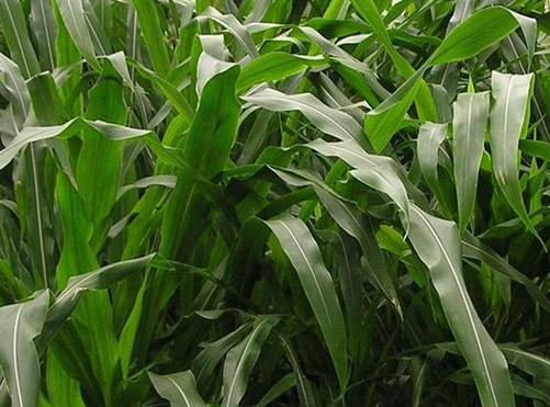 1627519102131740.jpg image.jpg