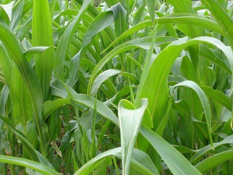 1627519148416822.jpg image.jpg