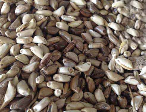 1627519292385670.jpg image.jpg