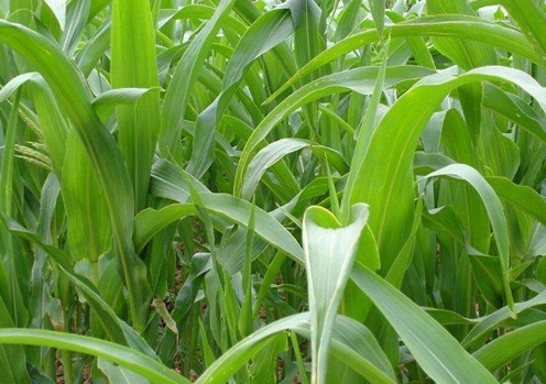 1627519322288277.jpg image.jpg