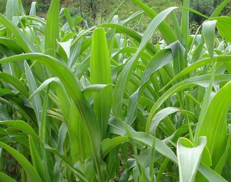 1627519608993702.jpg image.jpg