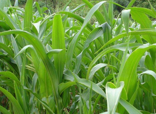 1627519723829357.jpg image.jpg