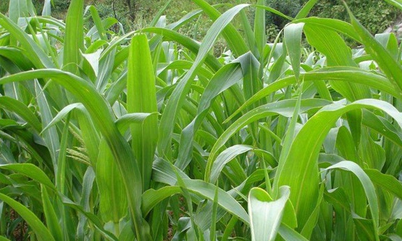 1627519893780973.jpg image.jpg