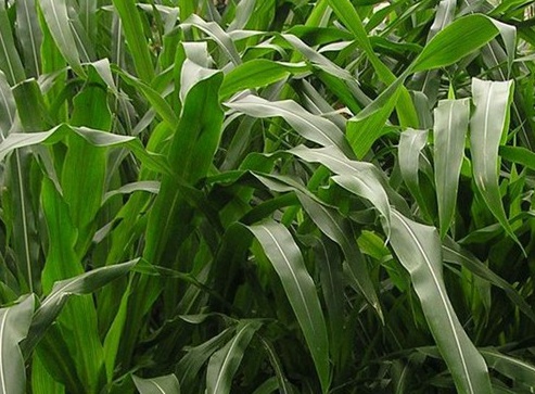 1627520091594431.jpg image.jpg