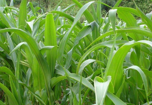 1627520242590787.jpg image.jpg