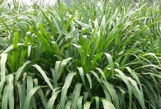 1627520352208126.jpg image.jpg