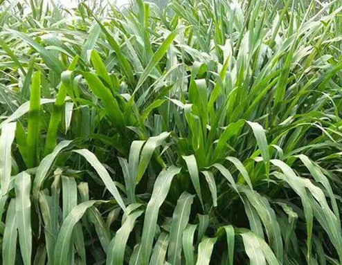 1627522507668050.jpg image.jpg