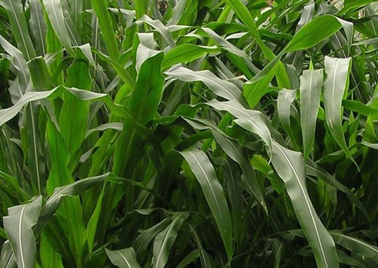 1627522524307919.jpg image.jpg