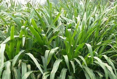 1627522680188105.jpg image.jpg