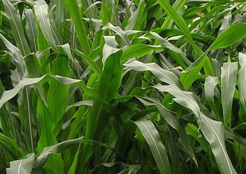 1627522940715361.jpg image.jpg