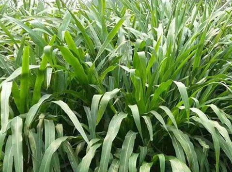 1627523044515126.jpg image.jpg