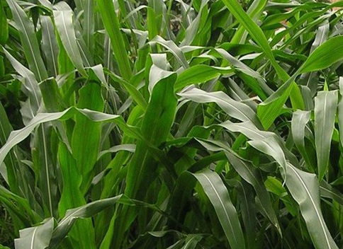 1627523187600685.jpg image.jpg