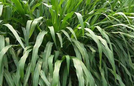 1627523327450176.jpg image.jpg