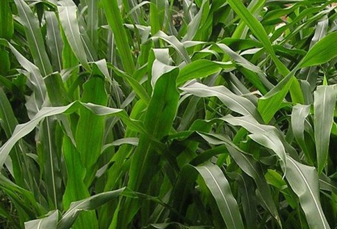 1627523334454381.jpg image.jpg