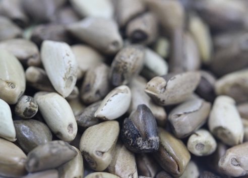 1627523353903528.jpg image.jpg