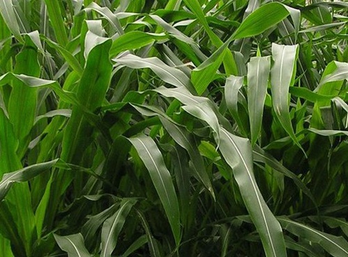 1627524655660386.jpg image.jpg