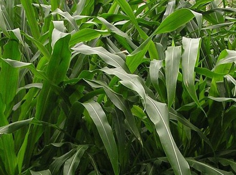 1627525721838440.jpg image.jpg