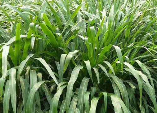 1627525878873816.jpg image.jpg