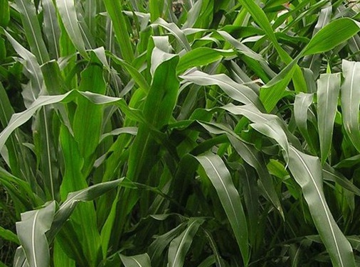 1627527127141950.jpg image.jpg