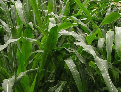 1627527313596944.jpg image.jpg