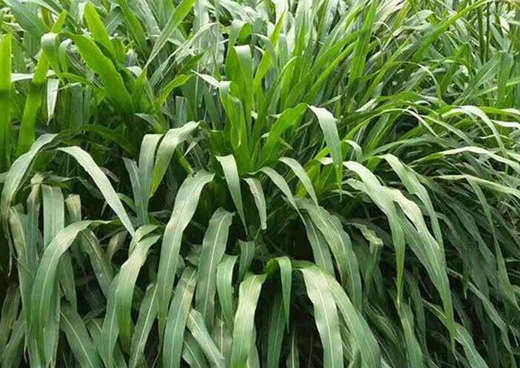 1627527338780661.jpg image.jpg