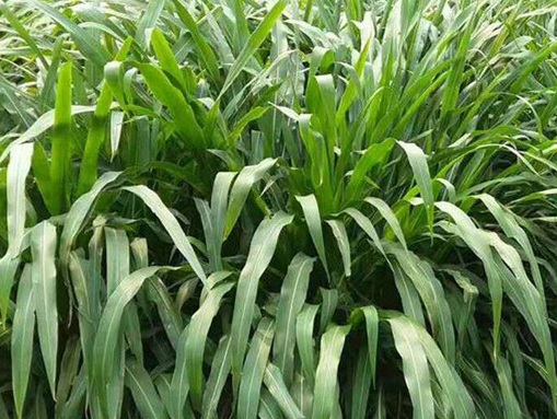 1627527434153192.jpg image.jpg