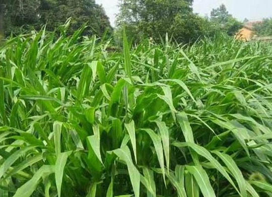 1627527442561738.jpg image.jpg