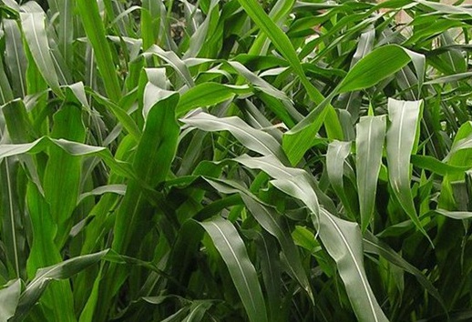 1627527450542530.jpg image.jpg