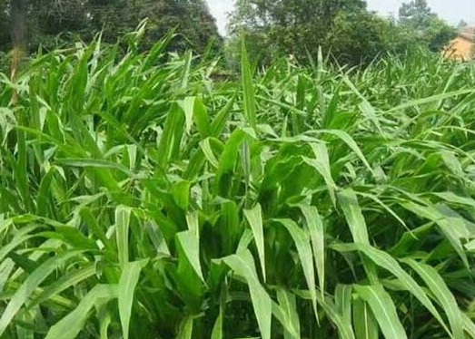 1627527563708052.jpg image.jpg