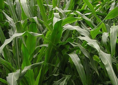 1627527572982288.jpg image.jpg