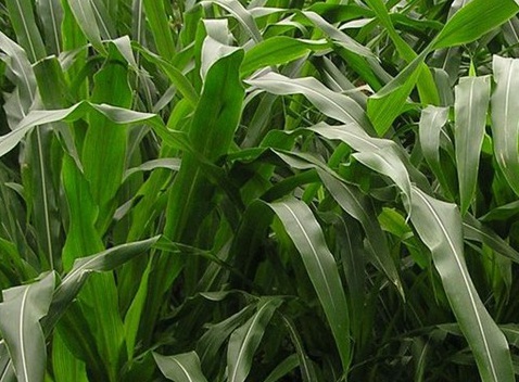 1627527890544642.jpg image.jpg