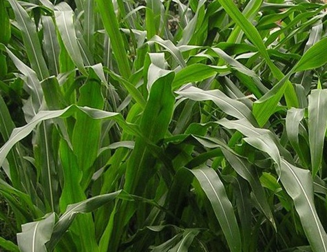 1627527949730549.jpg image.jpg