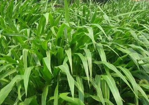 1627528072624694.jpg image.jpg