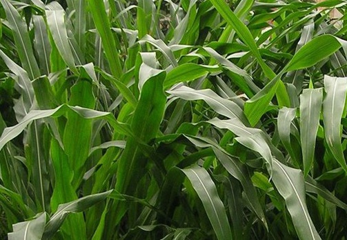 1627528080777245.jpg image.jpg