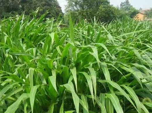 1627528142813197.jpg image.jpg