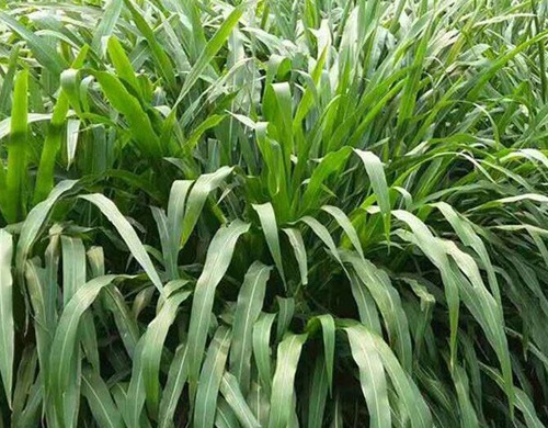 1627528852769480.jpg image.jpg