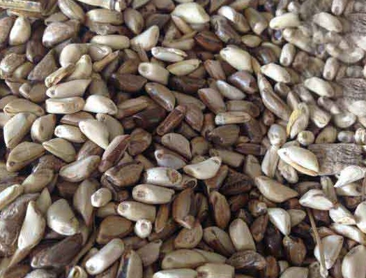 1627528912925017.jpg image.jpg