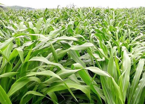 1627529056348485.jpg image.jpg