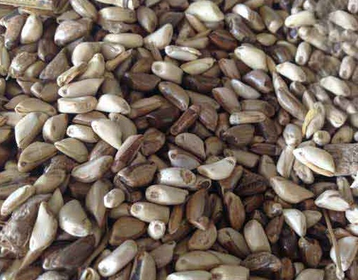 1627529061634118.jpg image.jpg