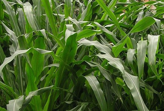 1627529072671221.jpg image.jpg