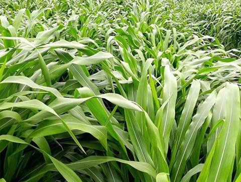 1627529572774233.jpg image.jpg