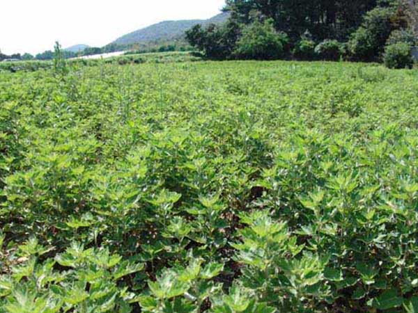 艾草種子發芽出苗圖片 艾草種子發芽出苗圖片