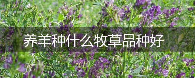 養(yǎng)羊種什么牧草品種好 養(yǎng)羊種什么牧草品種好