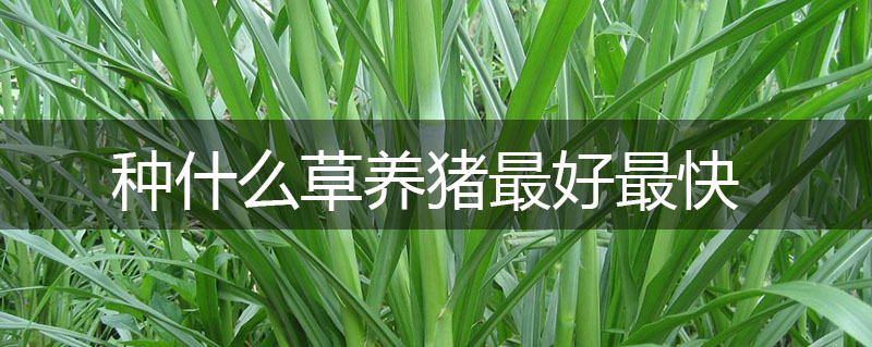 種什么草養豬最好最快 種什么草養豬最好最快