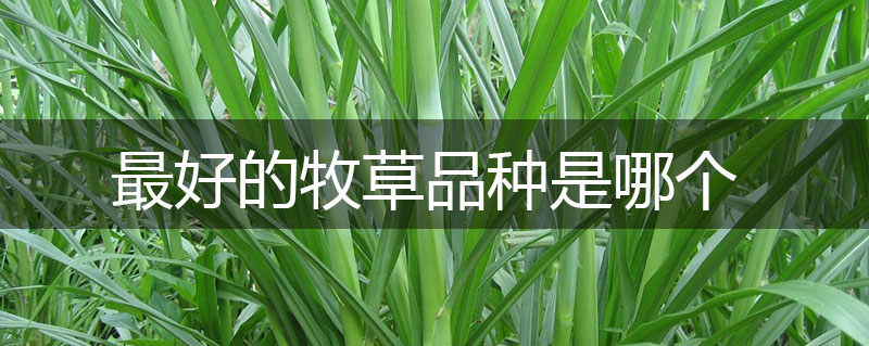 最好的牧草品種是哪個 最好的牧草品種是哪個