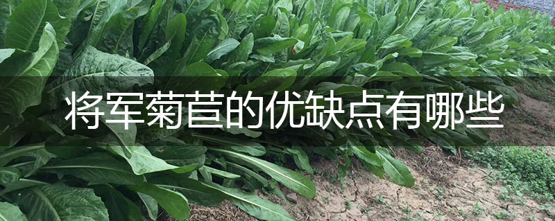 將軍菊苣牧草的優(yōu)缺點(diǎn)有哪些 將軍菊苣牧草的優(yōu)缺點(diǎn)有哪些